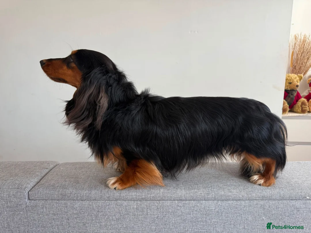 Miniature Dachshund dogs for stud: Mini Dachshund IVDD Screened Black & Tan Stud - Advert 2