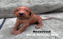 Cocker Spaniel dogs for sale: Beautiful Working Cocker Spaniels WF9 1ET  - Advert 8