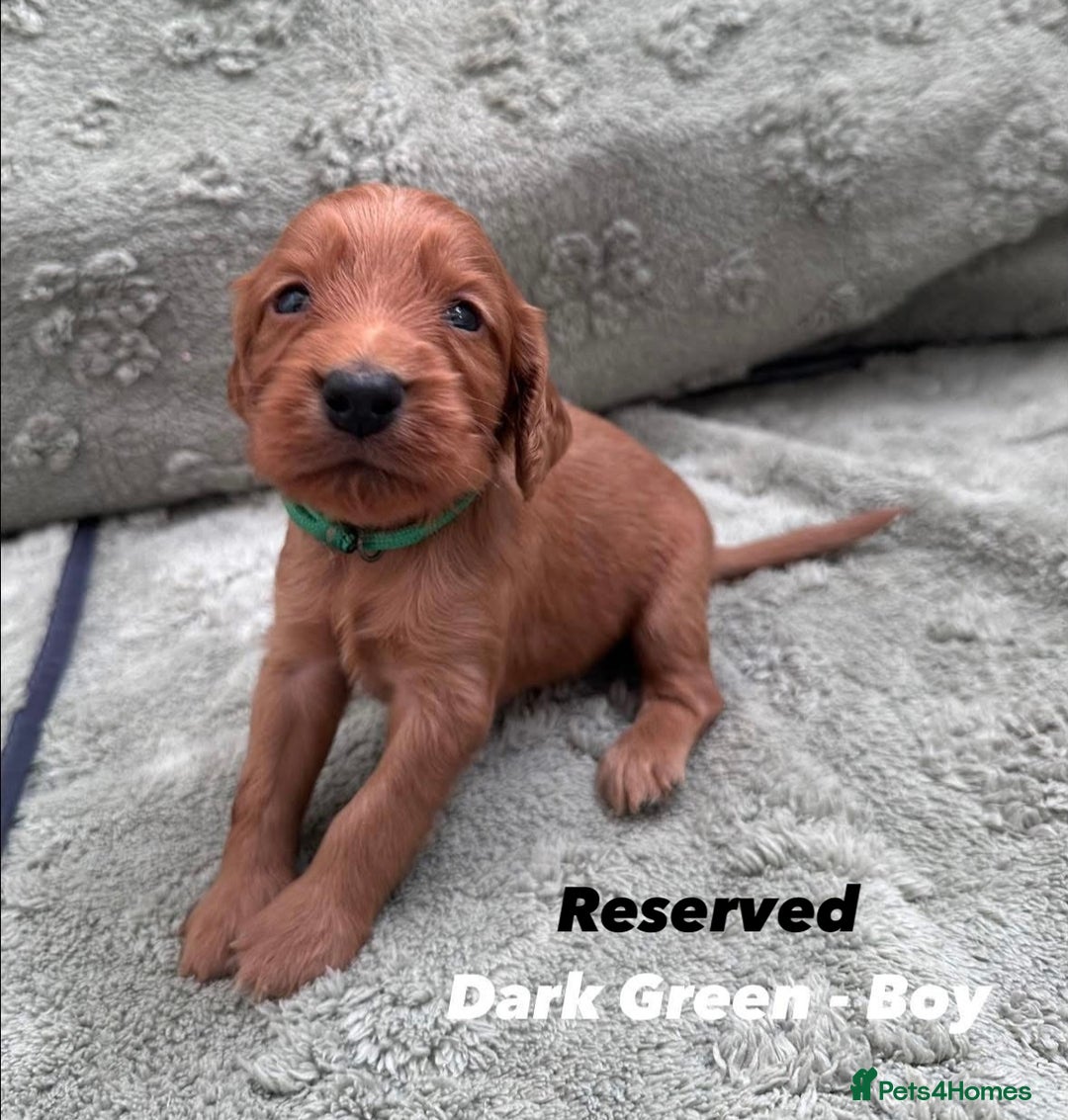 Cocker Spaniel dogs for sale: Beautiful Working Cocker Spaniels WF9 1ET  - Advert 8