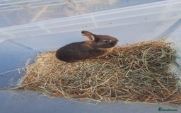 Netherland Dwarf rabbits for sale: 4 baby Netherland dwarf rabbits for sale £50 each  - Image 8