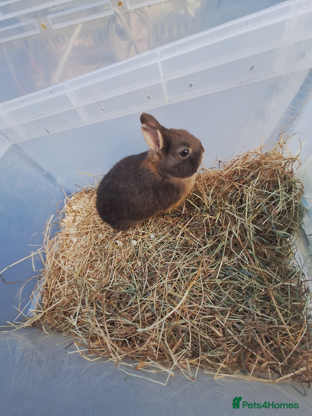Netherland Dwarf rabbits for sale: 4 baby Netherland dwarf rabbits for sale £50 each  - Image 8