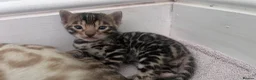 Bengal cats for sale: Bengals for sale! in Worcester - Advert 5
