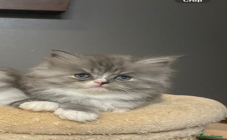Persian cats - Advert 3
