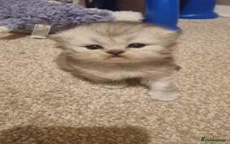 Persian cats for sale: Beautiful Persian kittens - Image 4