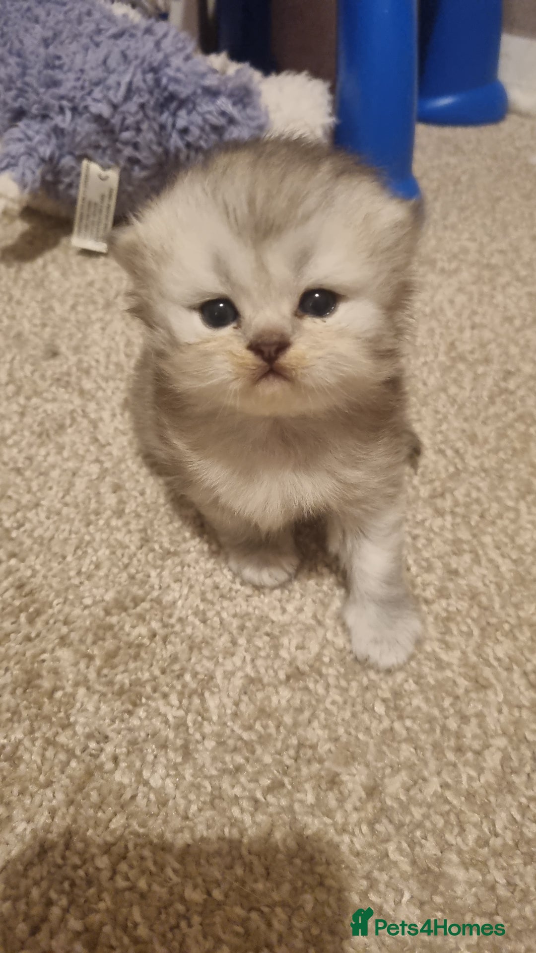 Persian cats for sale: Beautiful Persian kittens - Image 4