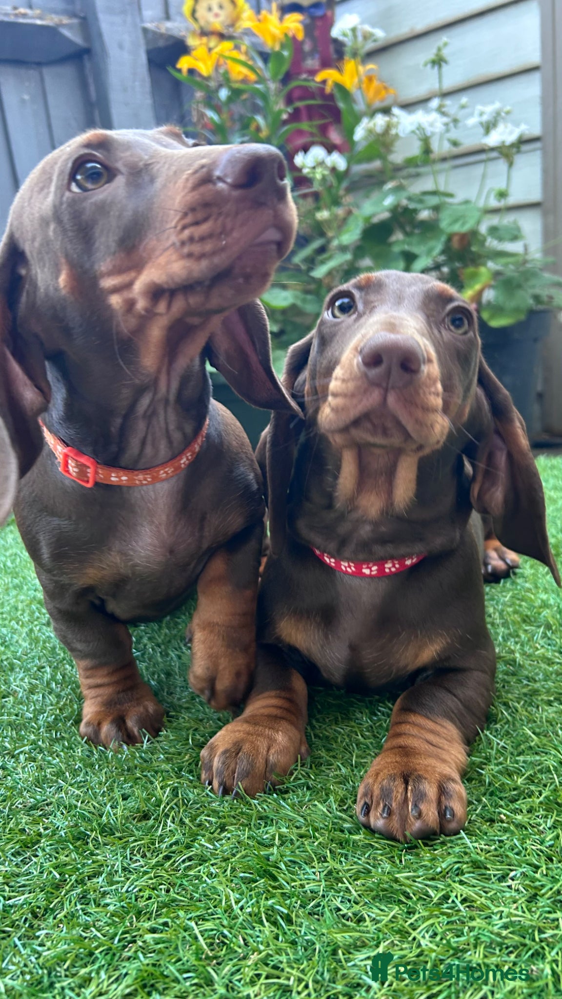 Dachshund dogs for sale: Only ONE Girl left Standard dachshund - Advert 11