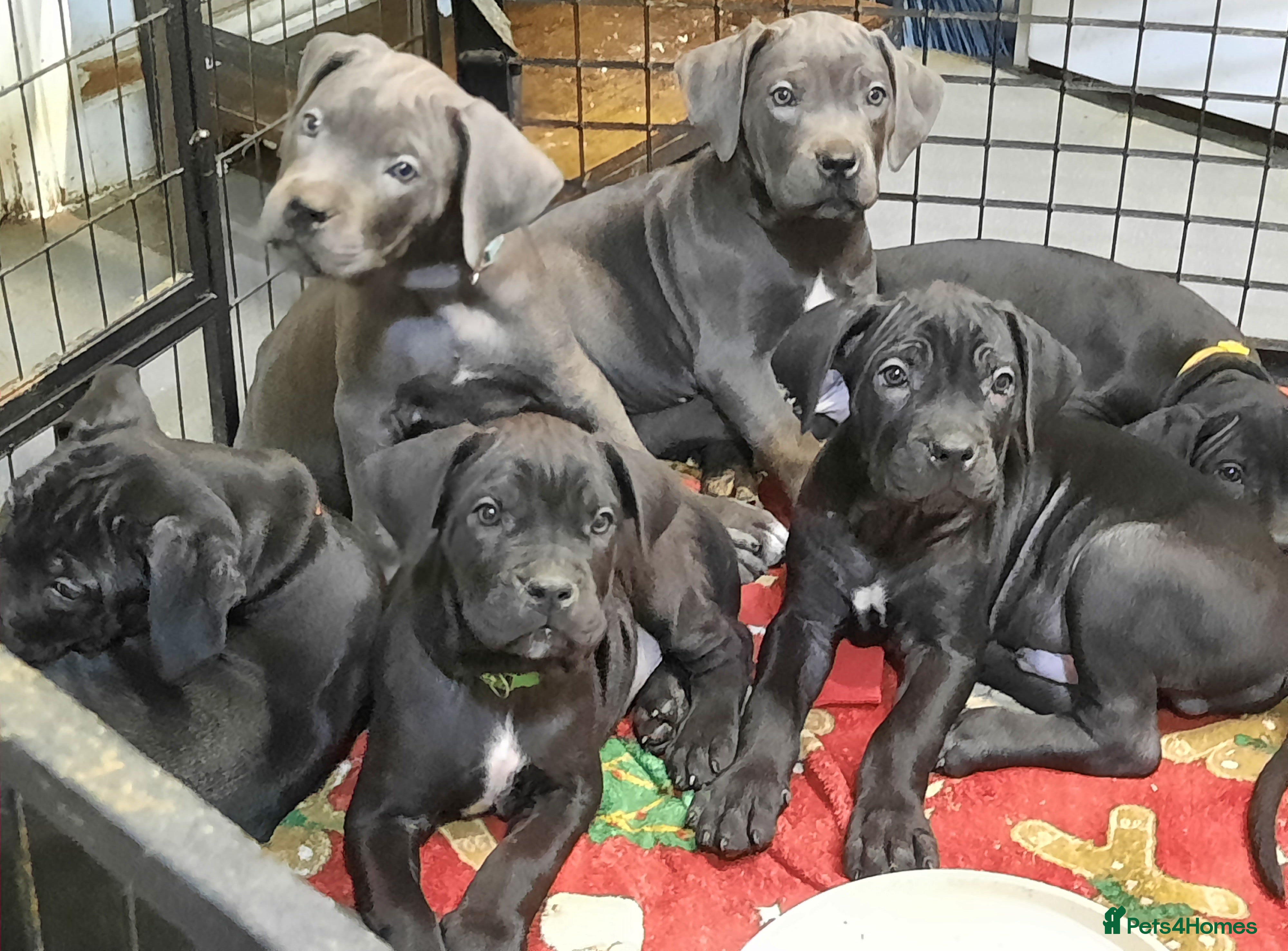 Cane Corso dogs Cane Corso puppies Ready to leave! - Advert 2