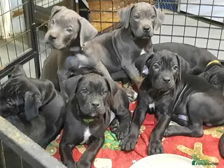 Cane Corso dogs Cane Corso puppies Ready to leave! - Advert 2
