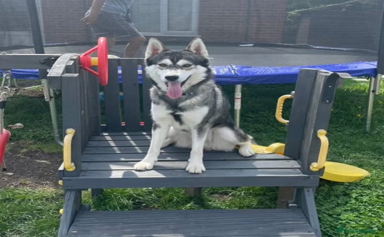 Siberian Husky dogs - Advert 1