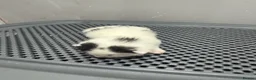 Mixed Breed cats for sale: Four beautiful kittens - Advert 10
