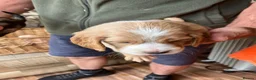 Cocker Spaniel dogs for sale: Cocker spaniel puppies 4 boys & 4 girls  in Bedlington - Advert 19