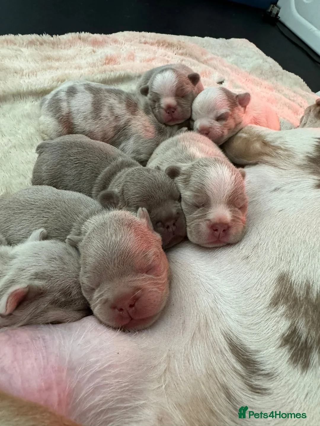 French Bulldog dogs for stud: Tiny 8kg Isabella and tan quad  - Advert 36