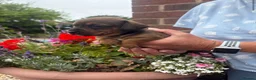 Miniature Dachshund dogs for sale: Beautiful Dachshund Pups  - Advert 7