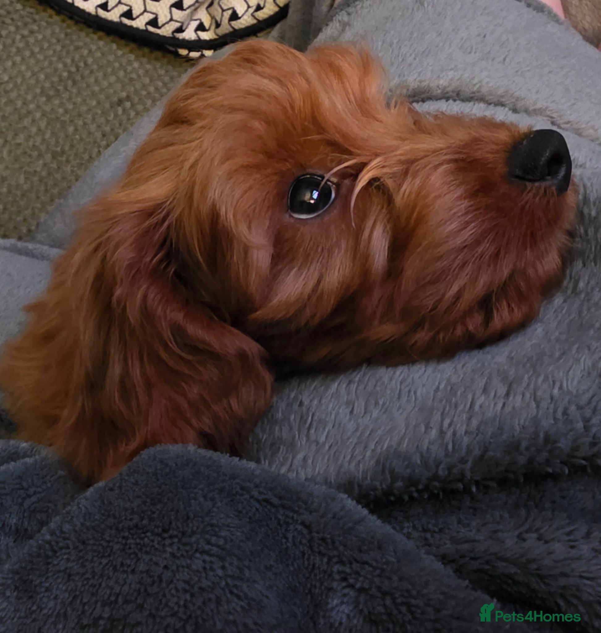Cockapoo dogs Beautiful cockerpoo girly - Advert 1