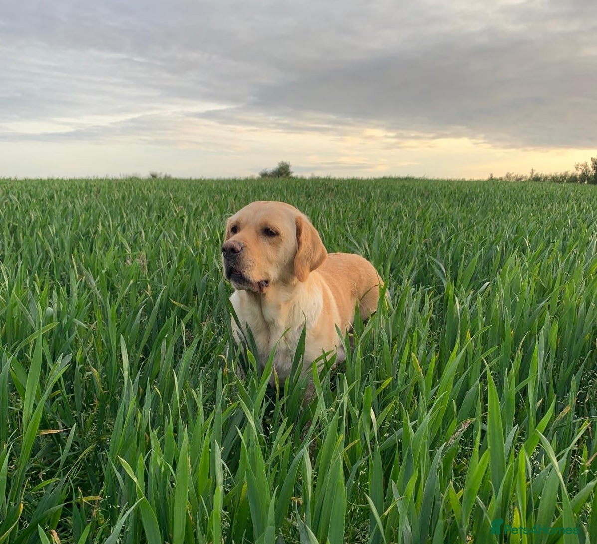 Goldador dogs Goldador - Golden Retriever x Labrador Retriever - Advert 2