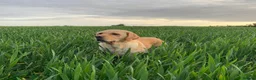 Goldador dogs for sale: Goldador - Golden Retriever x Labrador Retriever - Advert 2