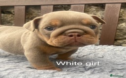 English Bulldog dogs for sale: KC REGISTERED LILAC & TAN ENGLISH BULLDOG PUPS - Image 21