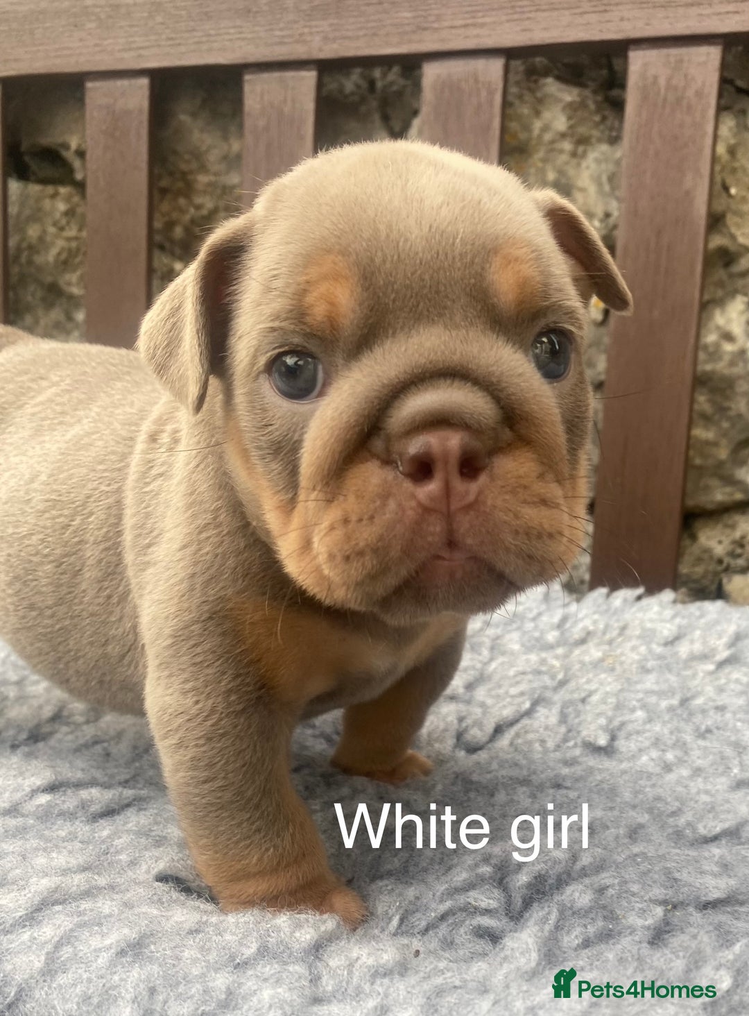 English Bulldog dogs for sale: KC REGISTERED LILAC & TAN ENGLISH BULLDOG PUPS - Image 21
