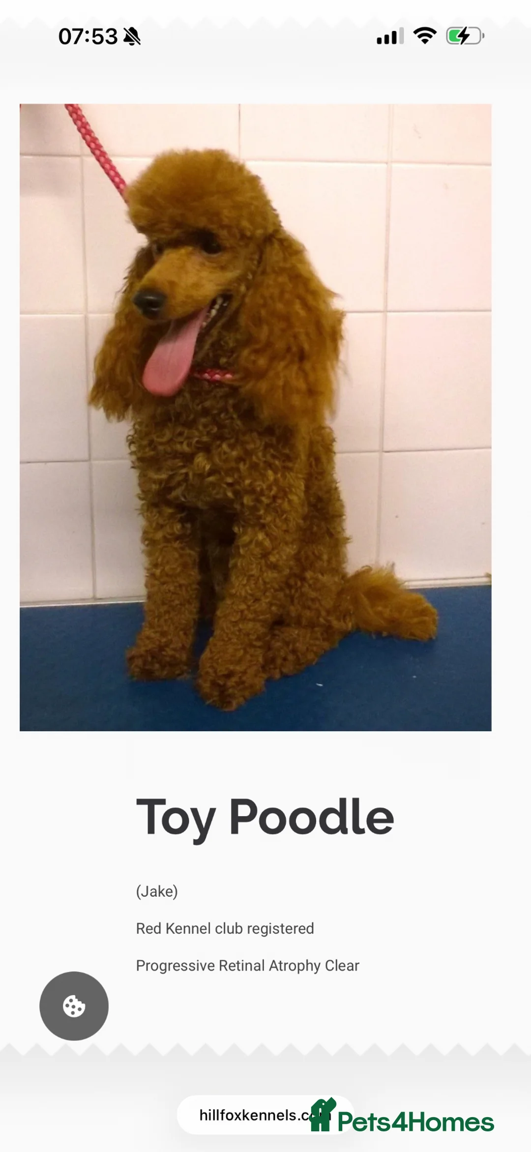 Cockapoo dogs for sale: Beautiful  F1 Cockerpoo pups  - Advert 2
