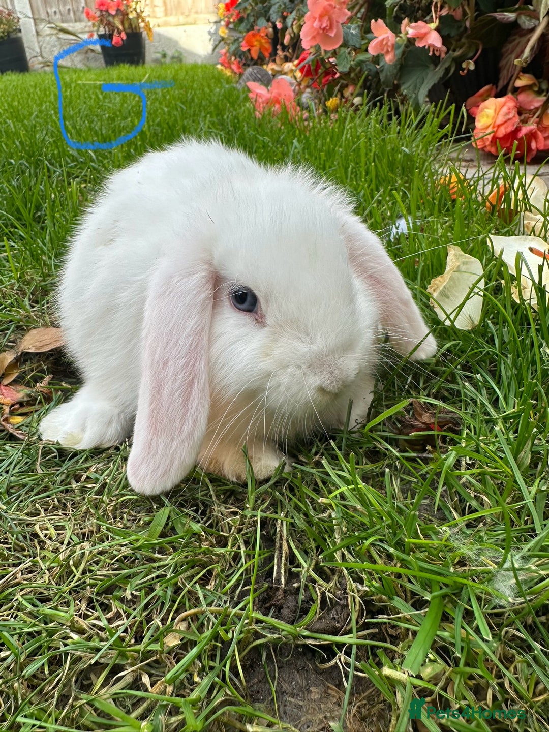 Mini Lop rabbits for sale: Mini Lop Rabbits  - Image 13