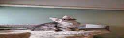 Maine Coon cats for sale: Tica!! Amazing kittens - Advert 17