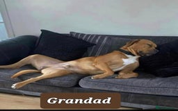Mixed Breed dogs for sale: A stunning litter of gsd x rottie x mastiff pups  - Image 14