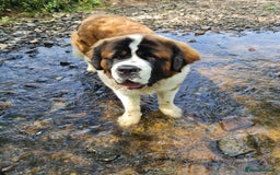 Saint Bernard dogs for stud: Stunning KC reg saint Bernard for stud.  in Chester - Image 16