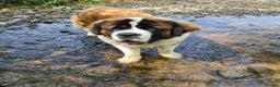 Saint Bernard dogs for stud: Outstanding KC reg saint Bernard for stud.  in Chester - Advert 16