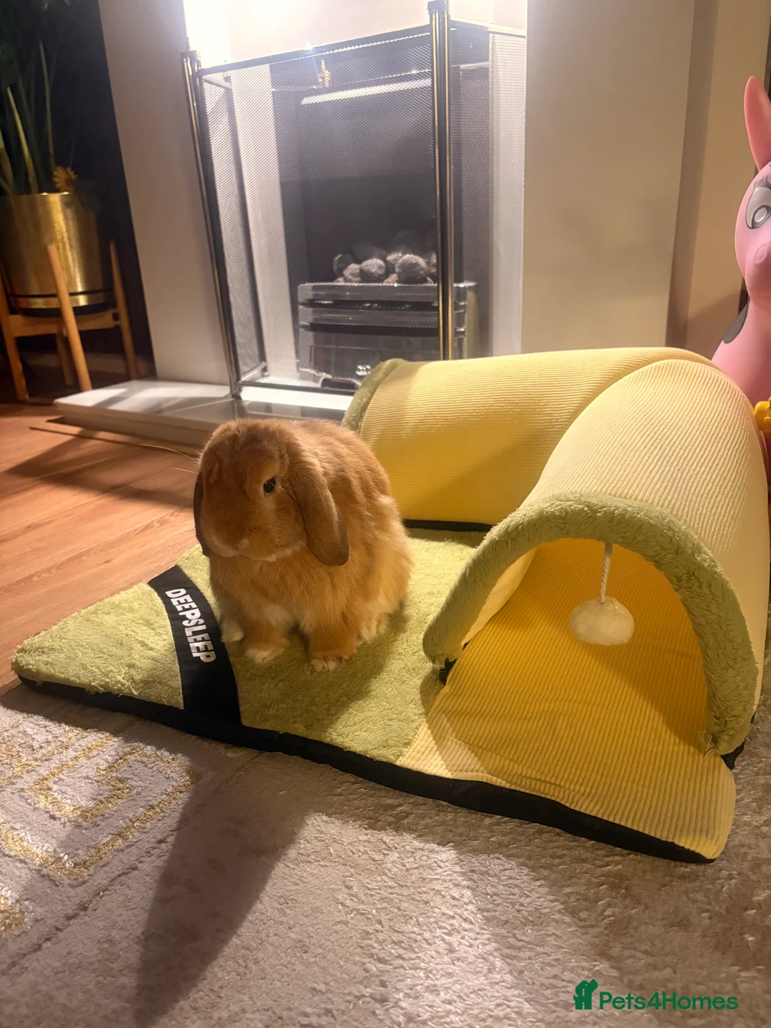 Mini Lop rabbits for sale: RESERVED-Leo-Adorable 10 months old mini lop male - Advert 6