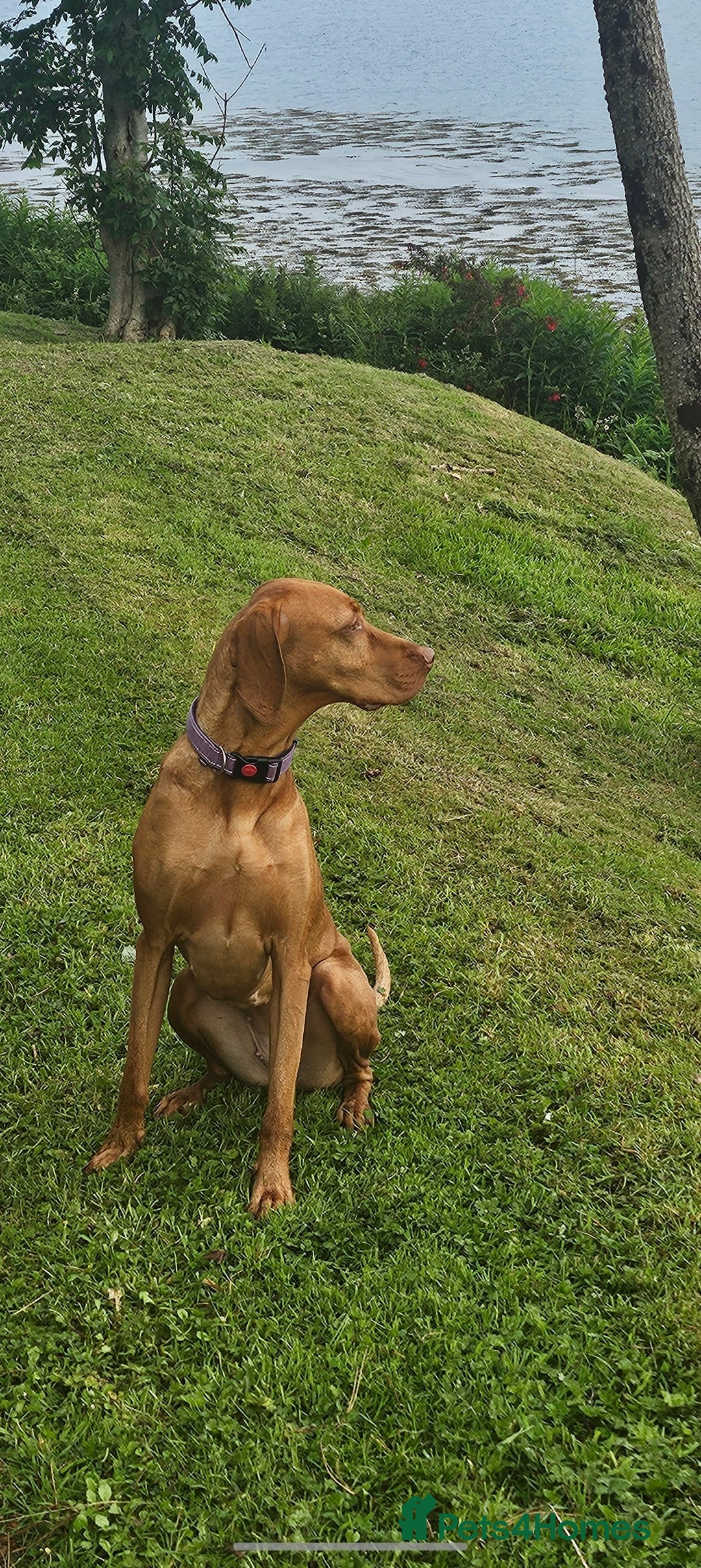 Hungarian Vizsla dogs Hungarian Viszla Puppies - Advert 11