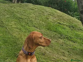 Hungarian Vizsla dogs Hungarian Viszla Puppies - Advert 11