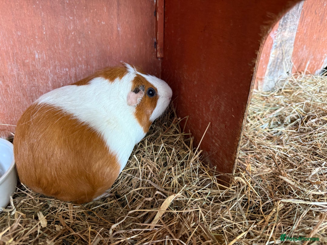 Guinea Pig rodents for sale: Two guinea pigs for sale - Image 2