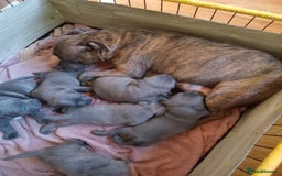Staffordshire Bull Terrier dogs for sale: Kc Registered staff bull terrier blue  brindle  - Image 13