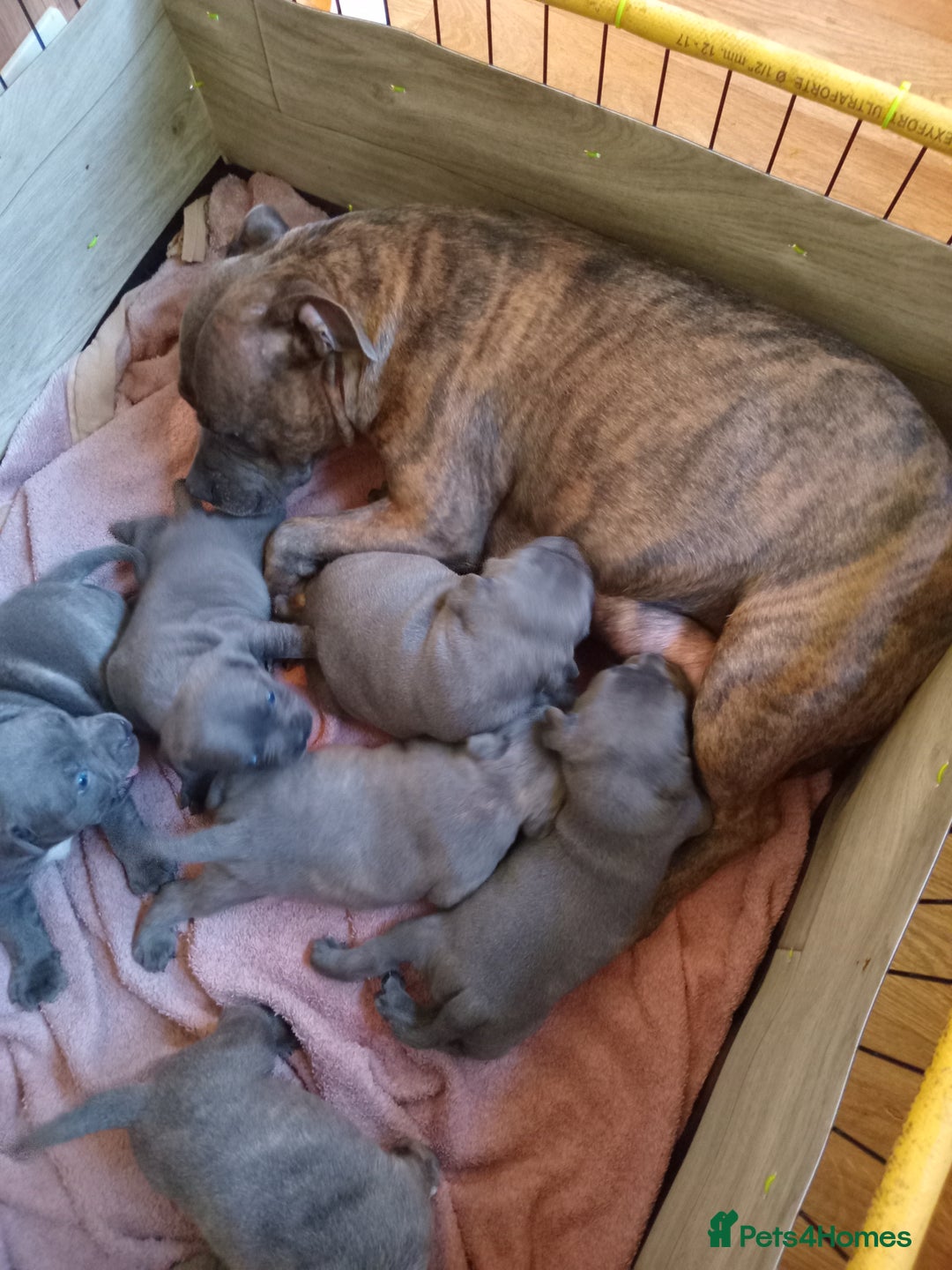 Staffordshire Bull Terrier dogs for sale: Kc Registered staff bull terrier blue  brindle  - Image 13