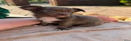 Chihuahua dogs for sale: 3 beautiful KC babies  - Advert 4