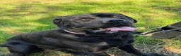 Mixed Breed dogs for sale: Bonnie needs a new home. - Advert 1