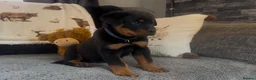 Rottweiler dogs for sale: Rottweiler Pups ready to leave  - Advert 20