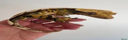 Gecko reptiles for sale: Tri colour Male  - Advert 2
