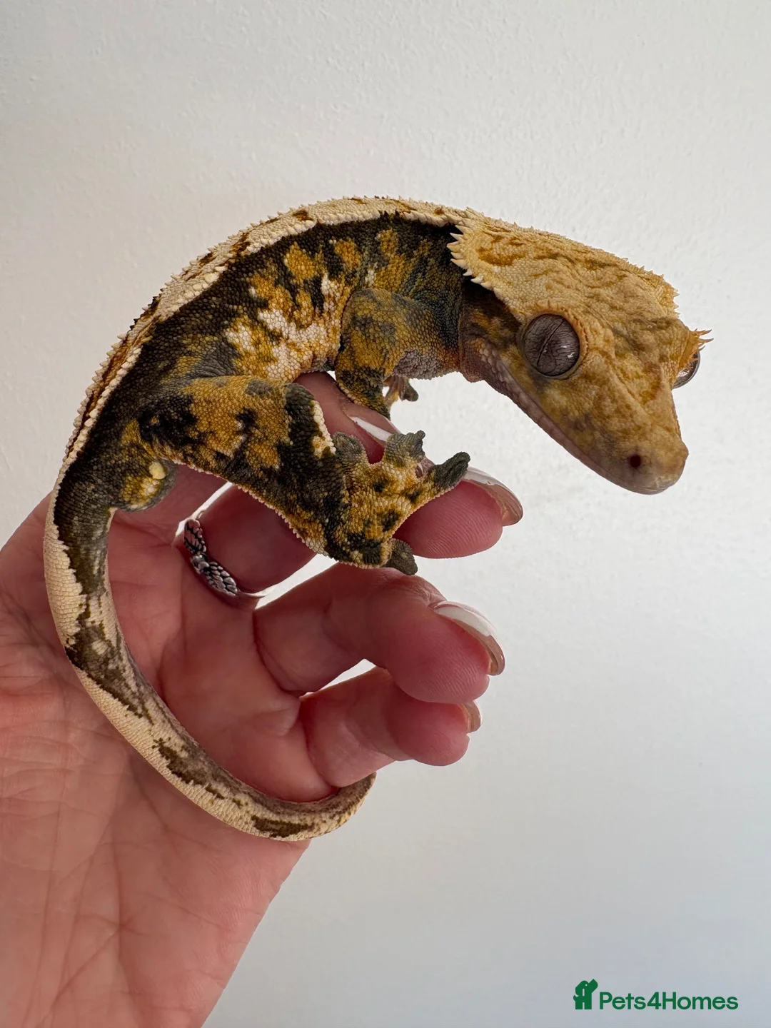 Gecko reptiles for sale: Tri colour Male  - Advert 2