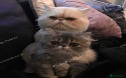 Persian cats for sale: Pure Persian pair  - Image 3