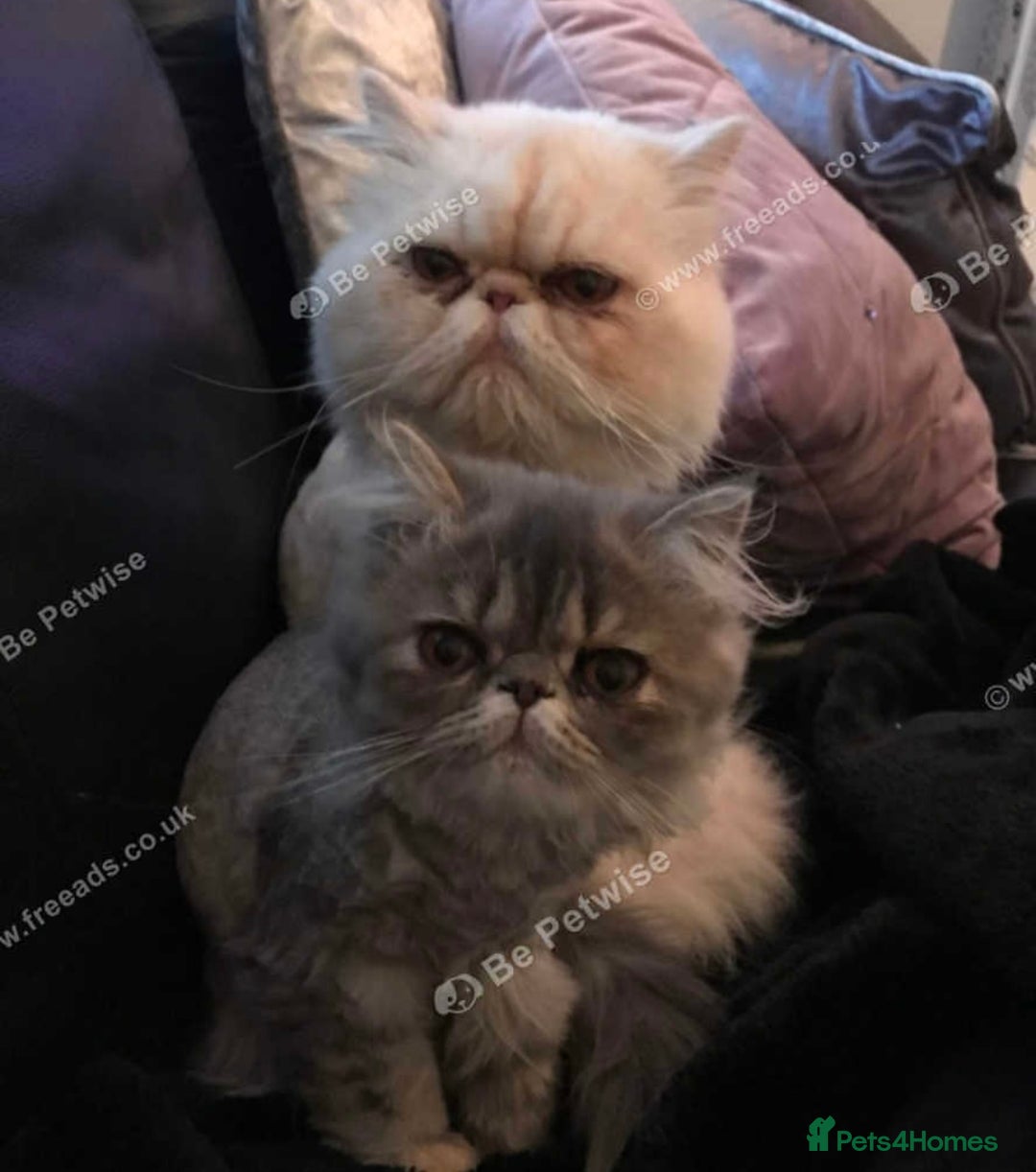 Persian cats for sale: Pure Persian pair  - Image 3