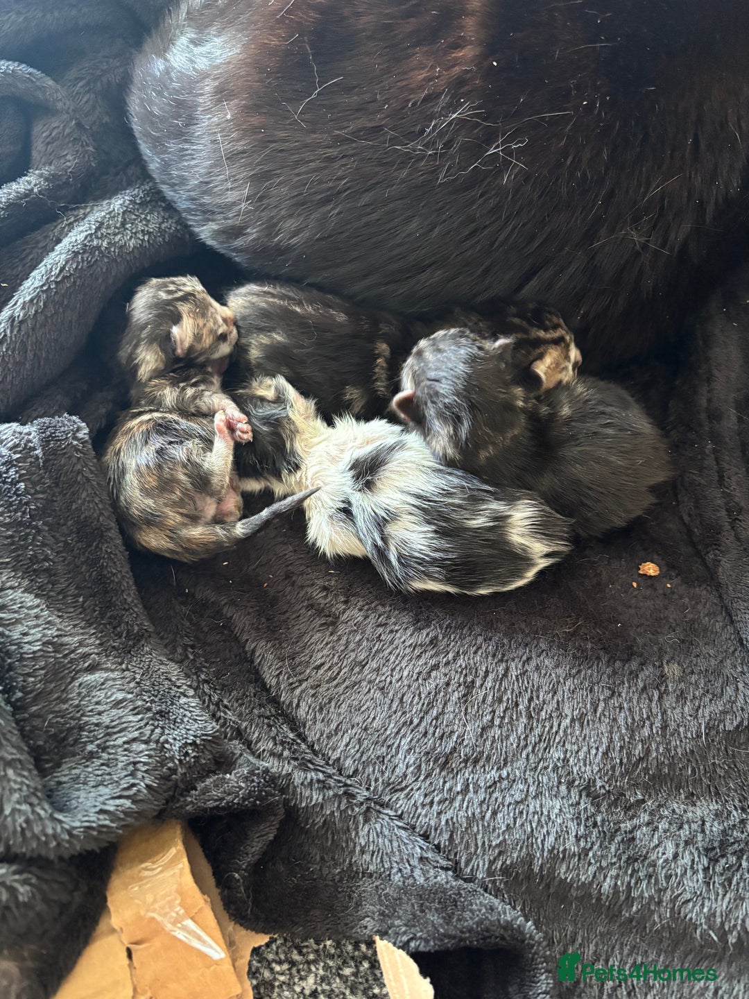 Mixed Breed cats for sale: Adorable Kittens Available  - Image 18