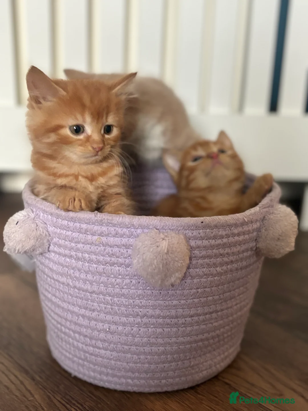 Mixed Breed cats for sale: 3 ginger kittens  - Advert 3