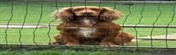 Cocker Spaniel dogs for stud: Health Tested Working Cocker  - Advert 2