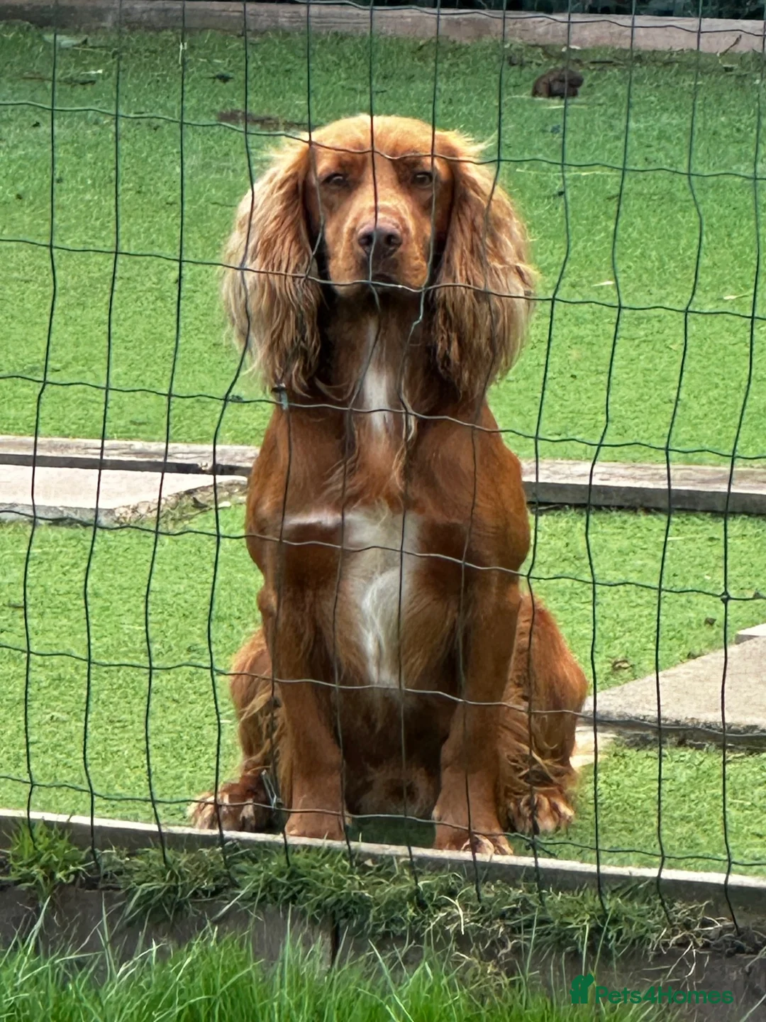 Cocker Spaniel dogs for stud: Health Tested Working Cocker  - Advert 2