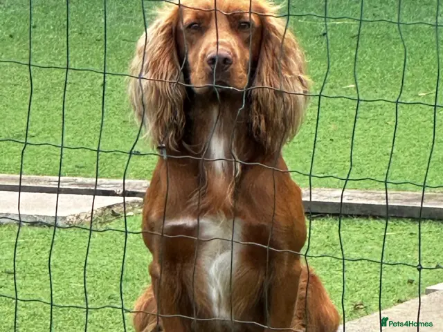 Cocker Spaniel dogs for stud: Health Tested Working Cocker - Advert 2
