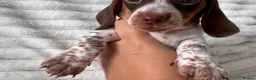 Miniature Dachshund dogs for sale: ADORABLE MINIATURE DACHSHUNDS PUPPIES FOR SALE in Crawley - Advert 2