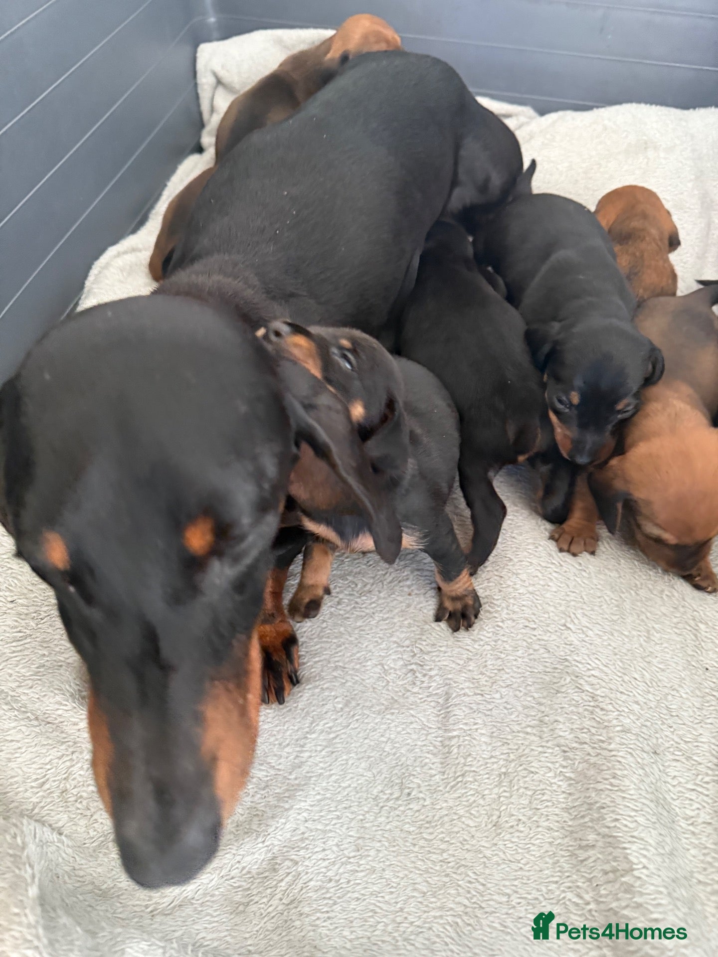 Dachshund dogs Dachshund puppies  - Advert 1