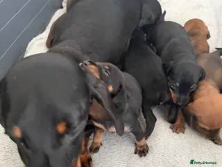 Dachshund dogs Dachshund puppies - Advert 1