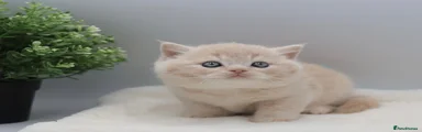 British Shorthair Kitten 1